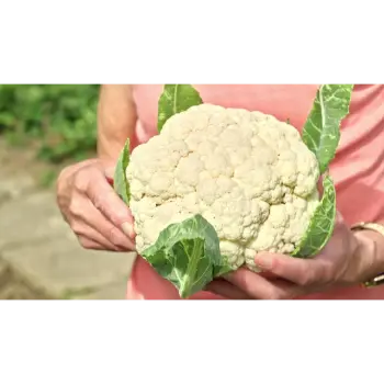 cauliflower (2)-5150544-27170.webp